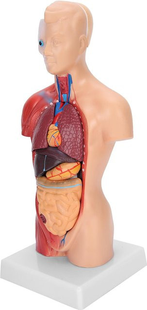 shoemst Menschliches Torso-Modell, Lehrmodell für anatomische Montage, 28 cm - Bild 1