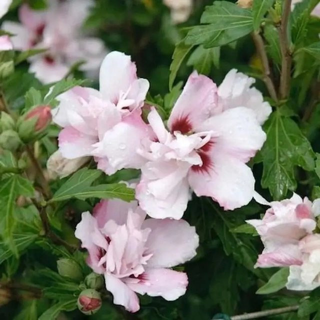 Hibiscus Lady Stanley Hochstamm Garteneibisch in Pink und Weiß, Höhe: 80-100 cm - Bild 1