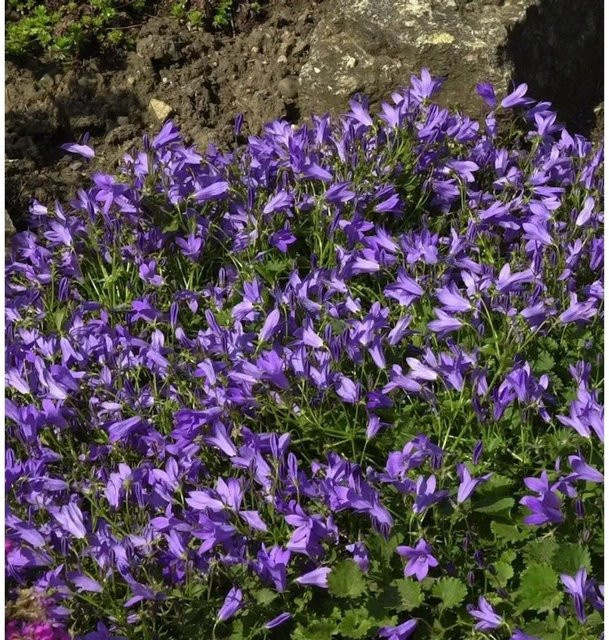 Glockenblume Templiner Teppich Campanula poscharskyana in Lila als Bodendecker für Garten und Steingarten - Bild 1