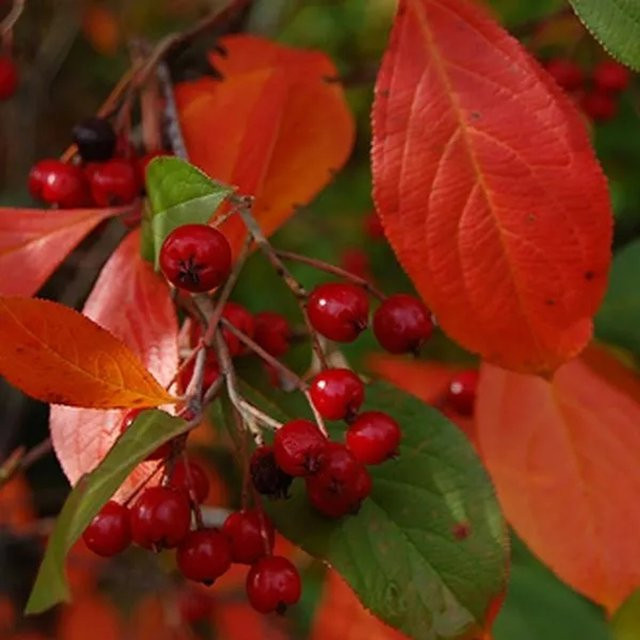 Arborix Apfelbeere Brilliant Aronia arbutifolia im Container mit Herbstfärbung - Bild 1