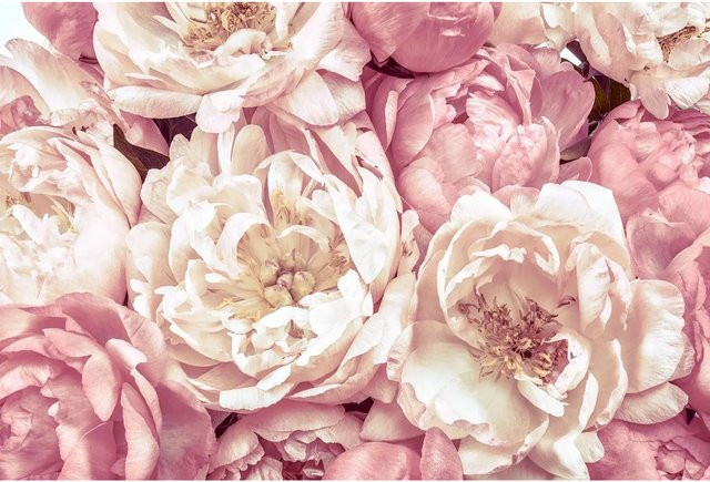 Komar Fototapete Peonies in Pink Rosa, Breite: 368 cm, Höhe: 248 cm - Bild 1