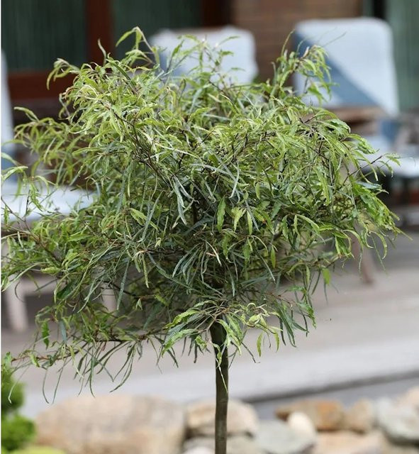 Hochstamm Zwerg Farnbuche Mercedes Fagus sylvatica, grüne mehrjährige Kübelpflanze für deinen Garten - Bild 1