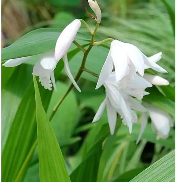 Bletilla striata Alba China Freiland Orchidee in Weiß von Nr-01.de - Bild 1