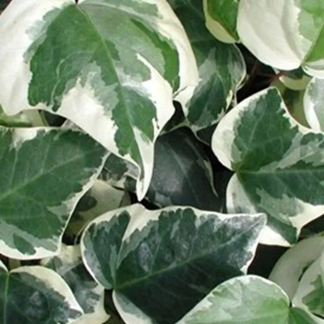 Arborix Nordafrikanischer Efeu Gloire de Marengo Hedera algeriensis mit panaschiertem Laub im Container, Höhe: 50 bis 60 cm - Bild 1