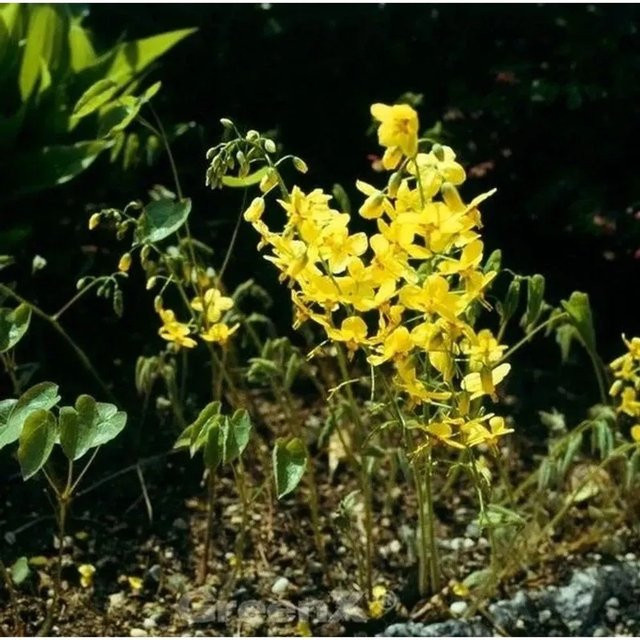 Epimedium perralchicum Elfenblume als mehrjährige Bodendecker-Pflanze von Nr-01.de - Bild 1