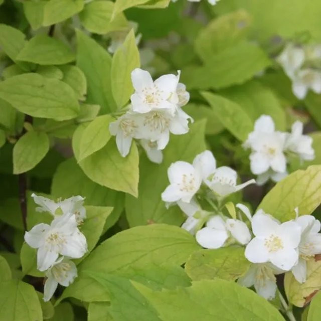 Duftjasmin Aureus Philadelphus coronarius von Arborix mit goldgelbem Laub, 30 bis 40 cm im Container - Bild 1