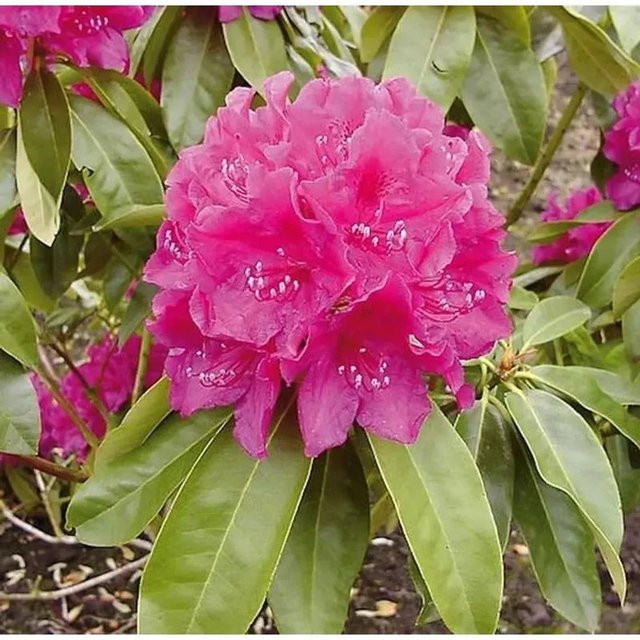 Großblumiger Rhododendron Old Port Alpenrose in Pink, Höhe: 30-40 cm - Bild 1