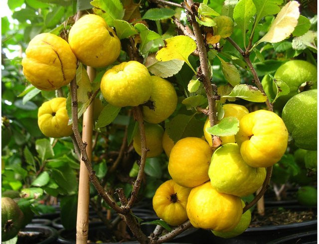 Japanische Zierquitte Cido als robuster und winterharter Zierstrauch mit säuerlichem Geschmack und hohem Vitamin-C-Gehalt - Bild 1