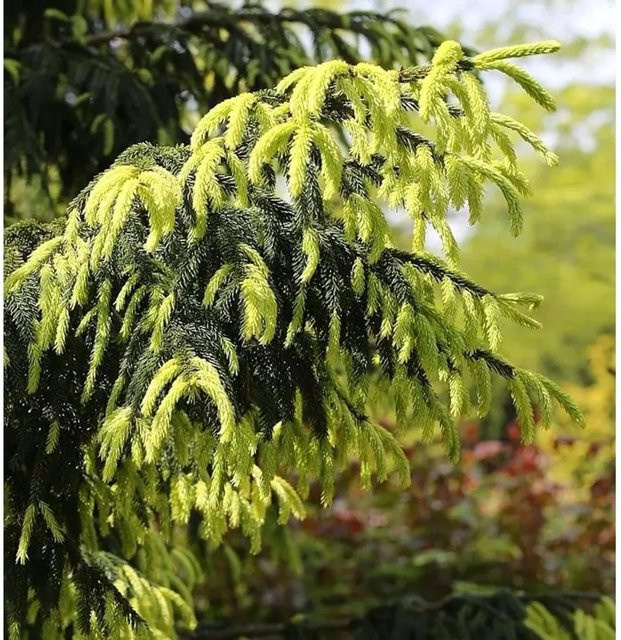 Kaukasus Fichte Aurea Picea Orientalis gelb-grün für deinen Garten - Bild 1