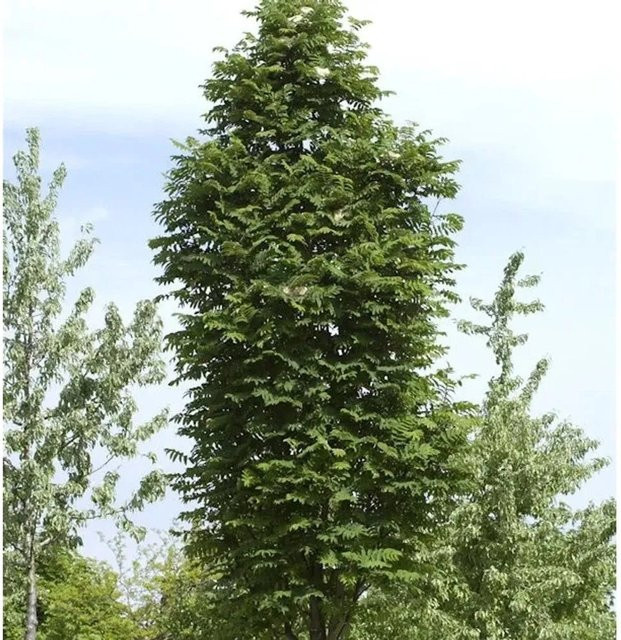 Pyramiden Eberesche Sorbus aucuparia Fatigiata, Höhe: 80-100 cm - Bild 1
