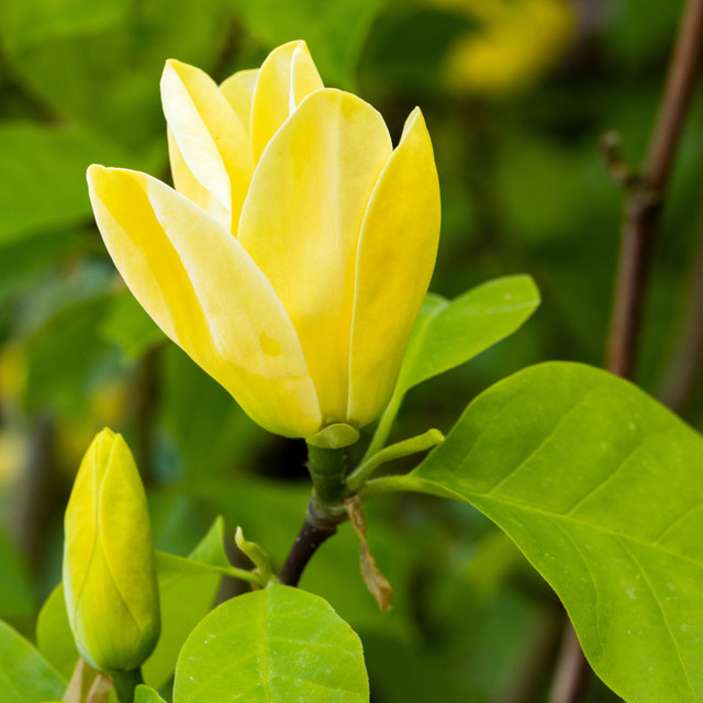 Magnolie Yellow Bird gelber Zierstrauch von Mein schöner Garten Shop - Bild 1