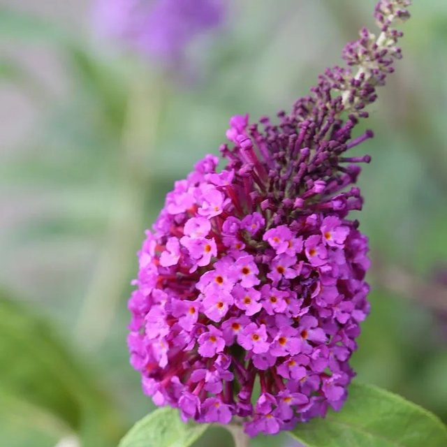 Buddleja Schmetterlingsflieder Reve de Papillon Blue in Blau und Violett - Bild 1