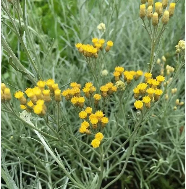 Helichrysum italicum Strohblume Silbernadel Currystrauch als mehrjährige Pflanze im Topf von Nr-01.de - Bild 1