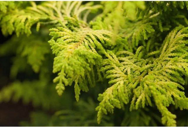 Chamaecyparis Obtusa Hinoki-Scheinzypresse Gold als Zierpflanze für den Garten und Außenbereich, Höhe: 25 cm - Bild 1