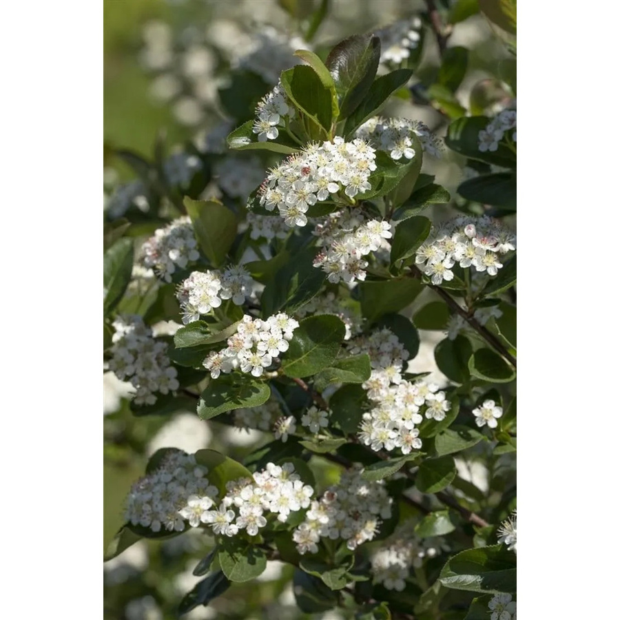 Aronia Prunifolia Viking Apfelbeere Schwarz, Heckenpflanze und Strauch, Höhe: 100–125 cm - Bild 2
