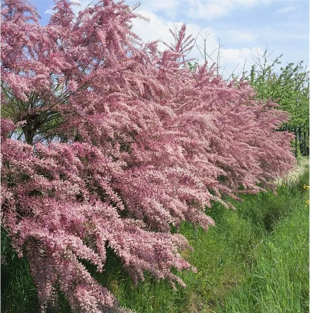 Tamarix Tetrandra Tamariske mit rosa Blüten, Zierstrauch für Garten und Balkon, Höhe: 100–150 cm - Bild 1