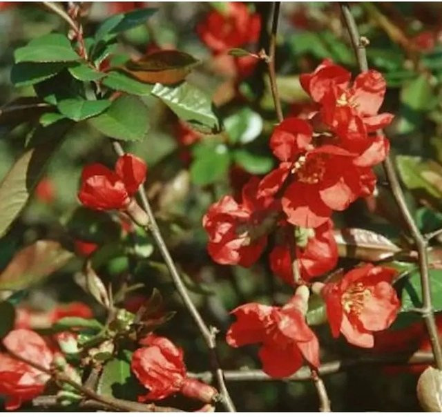 Zierquitte Red Trail Chaenomeles rote Heckenpflanze für deinen Garten - Bild 1