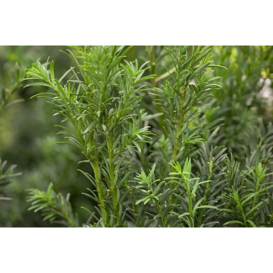 Taxus baccata Schwarzgrün Eibenhecke als Gartenstrauch in Grün, Höhe: 45 cm - Bild 2