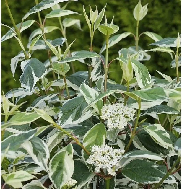 Weißbunter Hartriegel Ivory Halo Cornus alba Ziergehölz in Weiß und Grün, Höhe: 60-80 cm - Bild 1