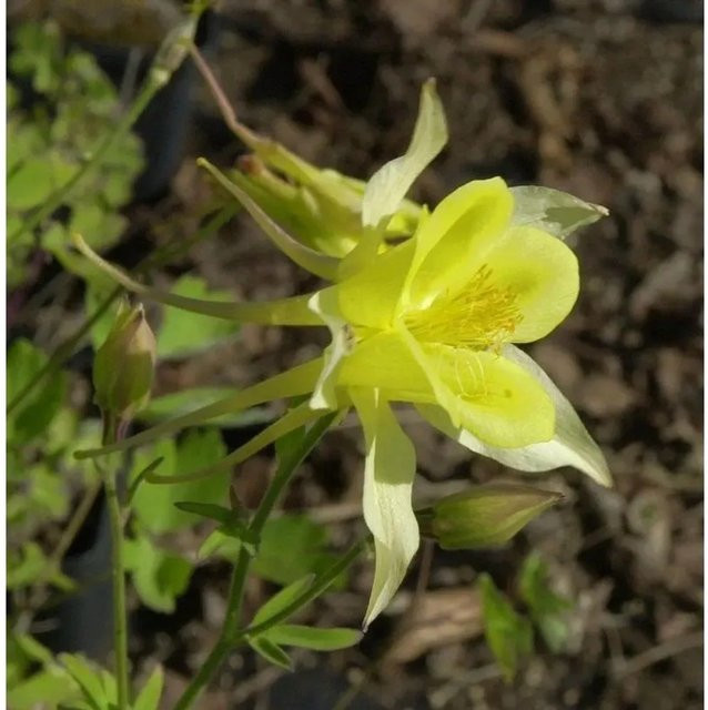 Aquilegia caerulea Akelei Maxistar Stauden für den Garten - Bild 1