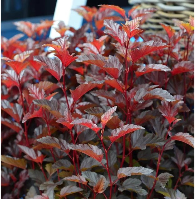 Physocarpus opulifolius Blasenspiere Little Angel Hochstamm in Rot, Orange und Gelb, Höhe: 60-80 cm - Bild 1
