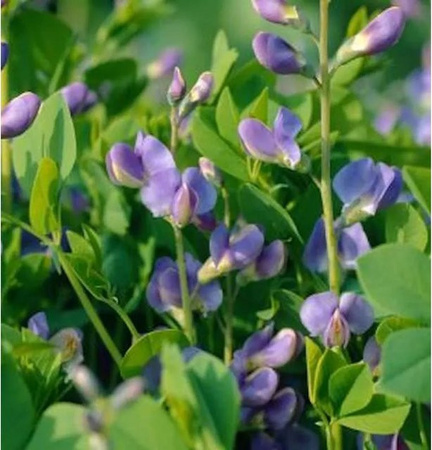 Baptisia australis Purple Smoke Australische Färberhülse lila Stauden Zierpflanze von Nr-01.de