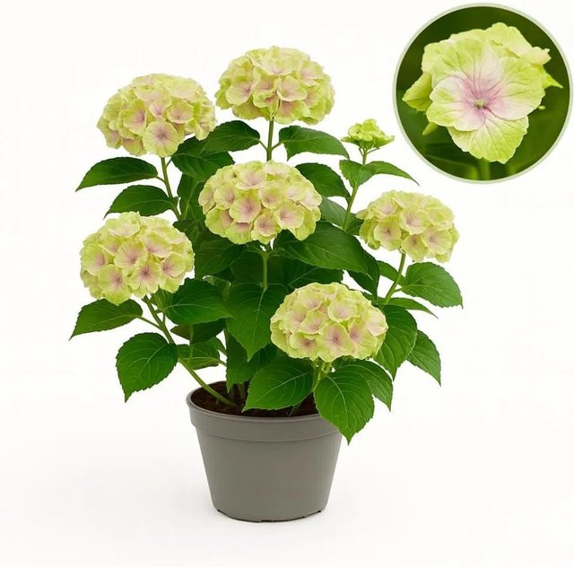 Exotenherz Hortensia Hydrangea Magical Jewel Pink Zierstrauch im 23 cm Topf - Bild 1
