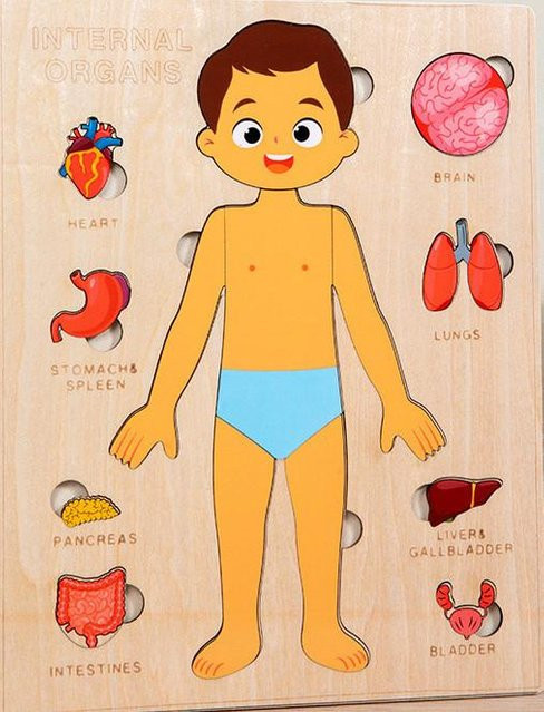 Yiran toy Menschlicher Körper Anatomie Skelett Holz Puzzle 3-6 Jahre - Bild 1