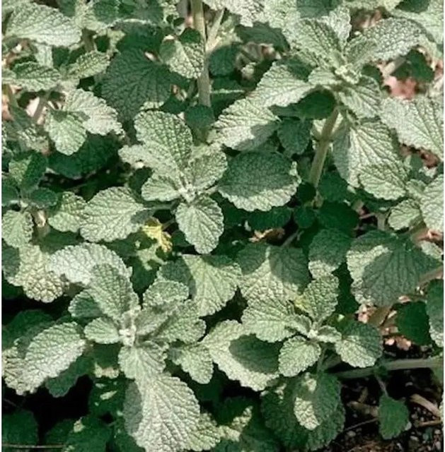 Gewöhnlicher Andorn Marrubium vulgare Kräuterstrauch von Nr-01.de in Grün - Bild 1