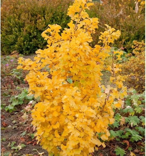 Ginkgo biloba Baum Simon von Nr-01.de, Höhe: 65 cm, gelb - Bild 1