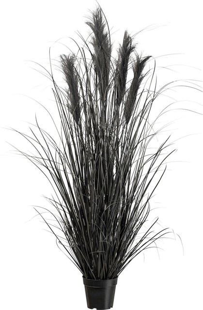 Modern Living Kunstpflanze Pampasgras I in Schwarz, Höhe: 125 cm - Bild 1