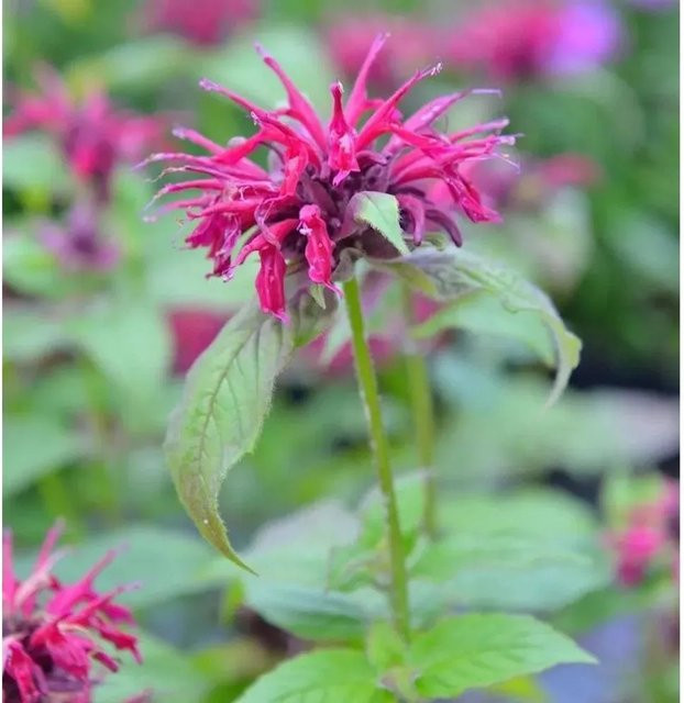 Monarda fistulosa Indianernessel Bee Merry pink Stauden für Rabatten und Staudenbeete - Bild 1