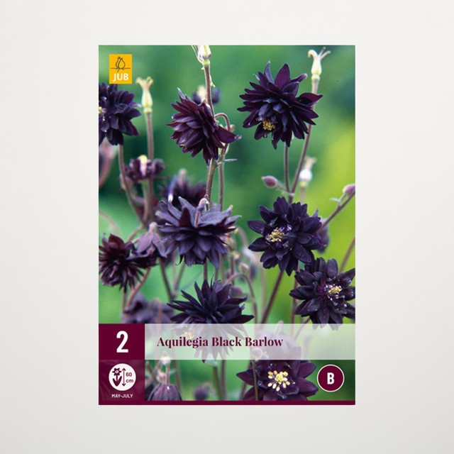 Gefüllte Akelei Black Barlow von BLUME2000 mit 2 Knollen - Bild 1
