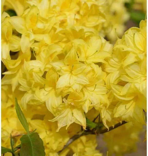 Sommergrüne Azalee Sonnenköpfchen Rhododendron mixtum in Gelb, Höhe: 30-40 cm - Bild 1