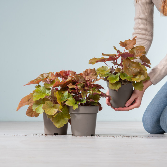 Heuchera Set von BLUME2000, 3 Stück für Balkon, Terrasse oder Kübel - Bild 1
