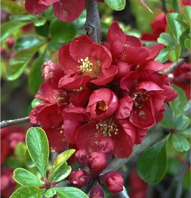 Niedrige Scheinquitte Chaenomeles japonica rote Heckenpflanze für den Garten, Höhe: 100-125 cm - Bild 1