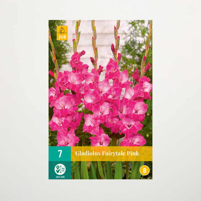 Gladiole Fairytale Pink von BLUME2000 mit 7 Knollen für Garten, Balkon oder Terrasse - Bild 1