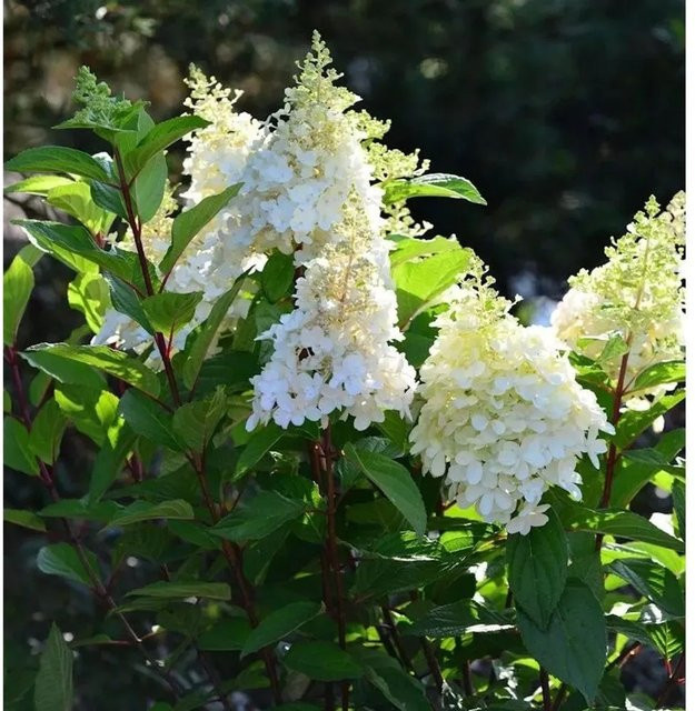Rispenhortensie Magical Matterhorn Hydrangea paniculata von Nr-01.de in Grün und Weiß, Höhe: 30-40 cm - Bild 1