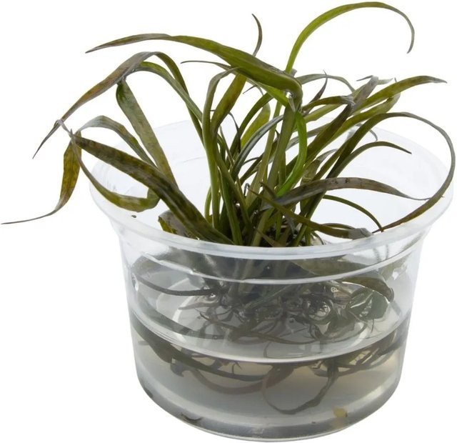 Dennerle Plants Spiral-Wasserkelch Red Cryptocoryne spiralis, Durchmesser: 7 cm - Bild 1