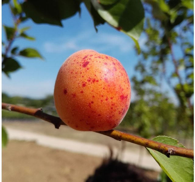 Aprikose Bergeron Prunus armeniaca Buschbaum Obstbaum - Bild 1