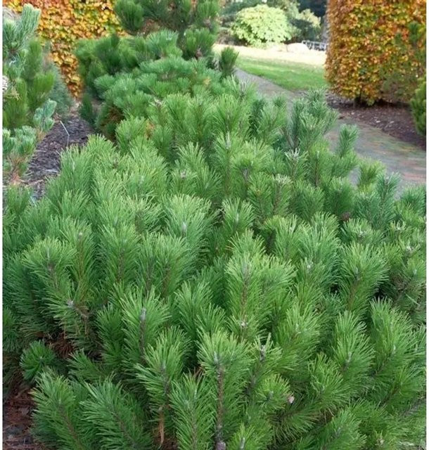 Zwerg Bergkiefer Pinus mugo in Grün für Steingärten und Kübel, Höhe: 30-40 cm - Bild 1