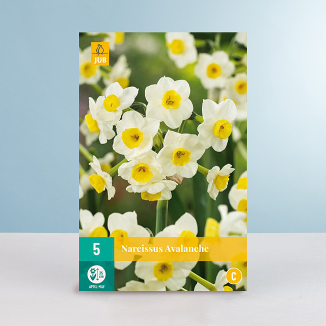 Tazetten-Narzisse Avalanche von BLUME2000 mit 5 Zwiebeln für Gartenbeete, Blumenkübel und Balkonkästen - Bild 1