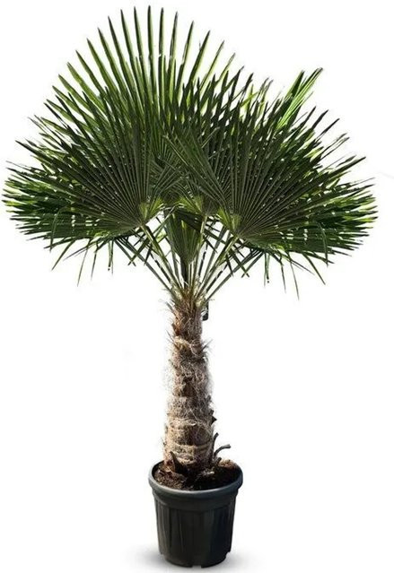 Sunny-Tree Trachycarpus fortunei Chinesische Fächerpalme, Stammhöhe: 220 bis 240 cm, winterhart bis -18°C - Bild 1
