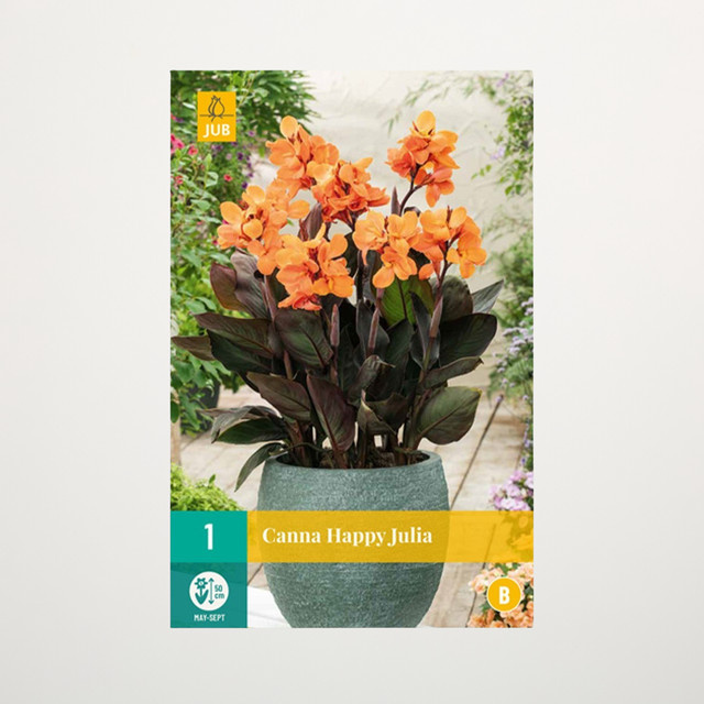 Zwerg-Canna Happy Julia Knolle von BLUME2000 - Bild 1