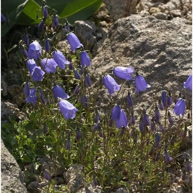 Campanula cochleariifolia Zwergglockenblume in Blau von Nr-01.de als mehrjährige Staude für Steingärten und Mauerfugen - Bild 1