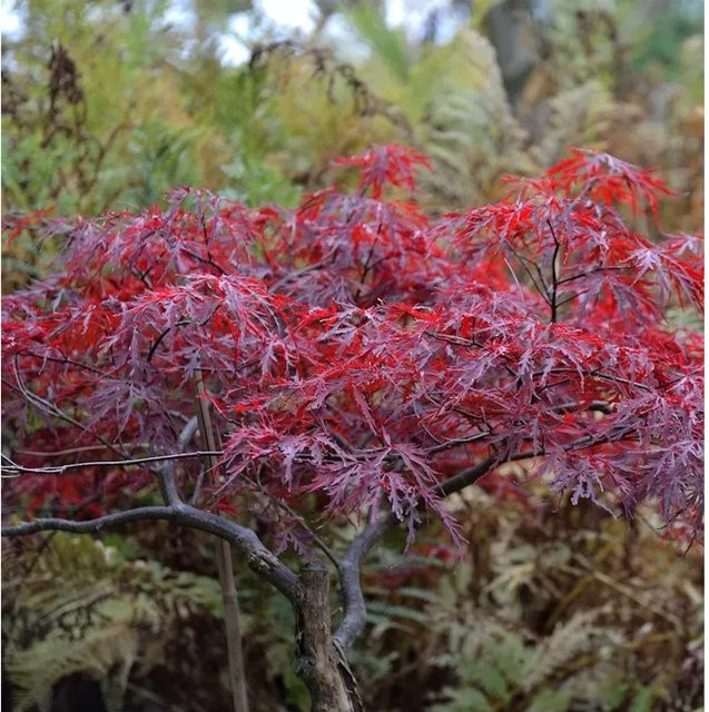 Japanischer Schlitzahorn Red Dragon Acer palmatum Hochstamm von Nr-01.de, Höhe: 100-125 cm - Bild 1