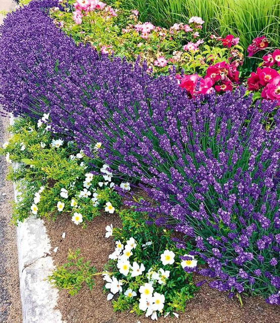 Lavendel Blue Jeans - Bild 1