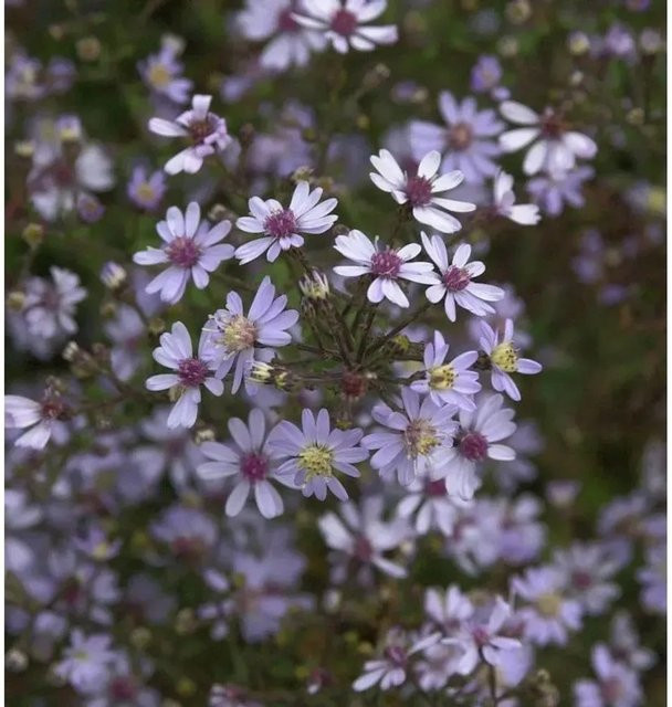 Schleieraster Blue Heaven Aster cordifolius Blaue Staude für den Außenbereich - Bild 1