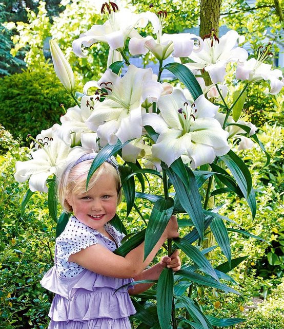 Tree-Lily® 'Pretty Woman' Lilienpflanze - Bild 1
