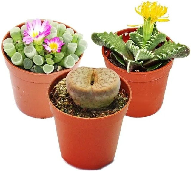 Exotenherz Kalahari-Mix Sukkulenten-Set mit 3 Pflanzen in Mehrfarben, Topfgröße: 5,5 cm - Bild 1